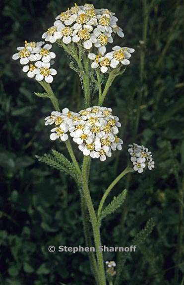 achillea millefolium 3 graphic